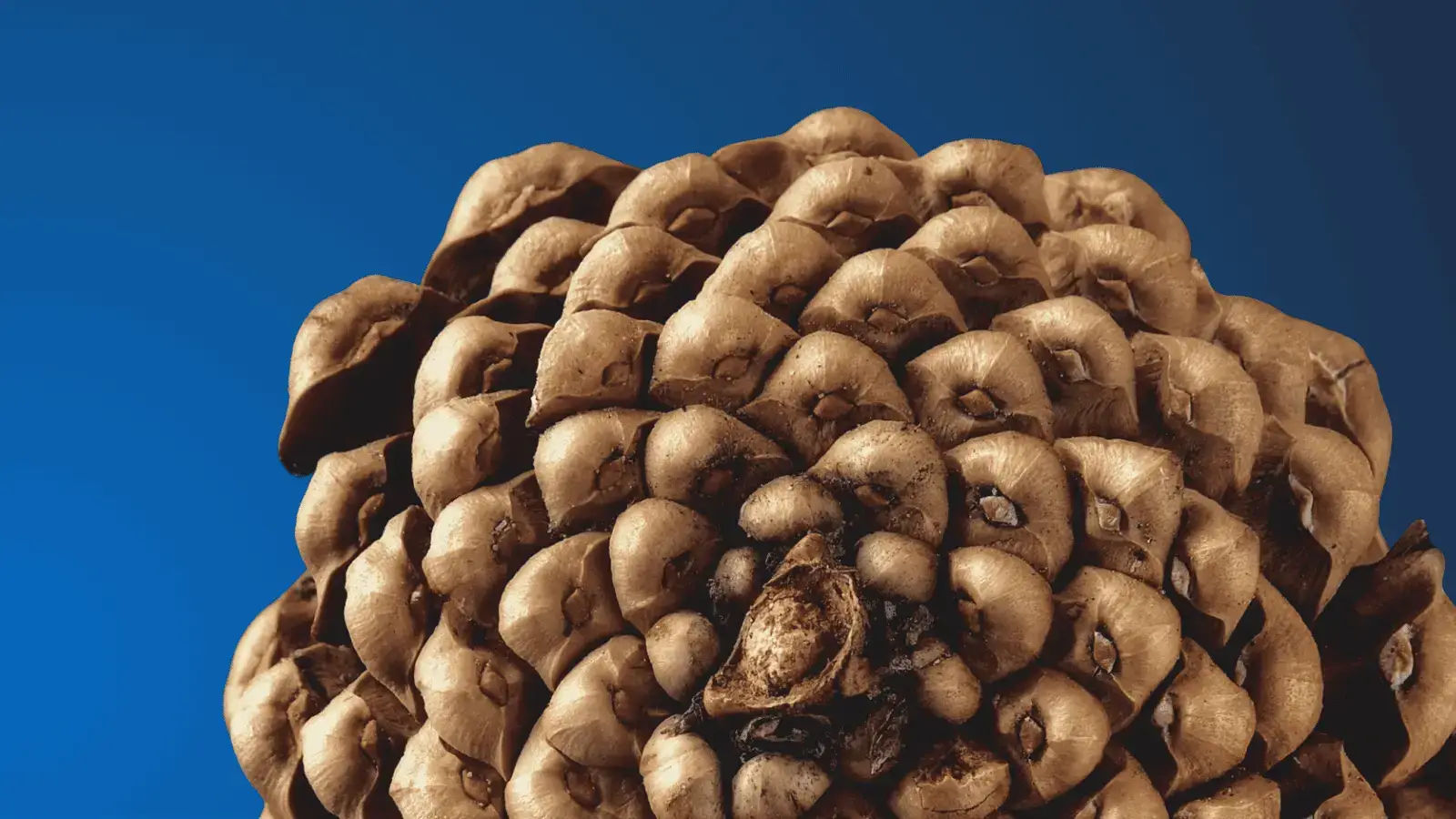 Sophia Heredia - Marketing estratégico aplicado a producto y crecimiento - imagen de fondo la piña es un ejemplos de la sucesión de Fibonacci y el ángulo de oro en la naturaleza