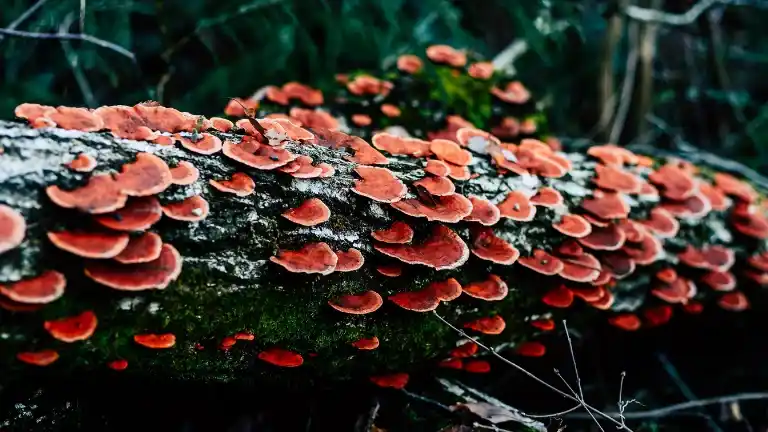 imagen sección Growth Estratégico con IA